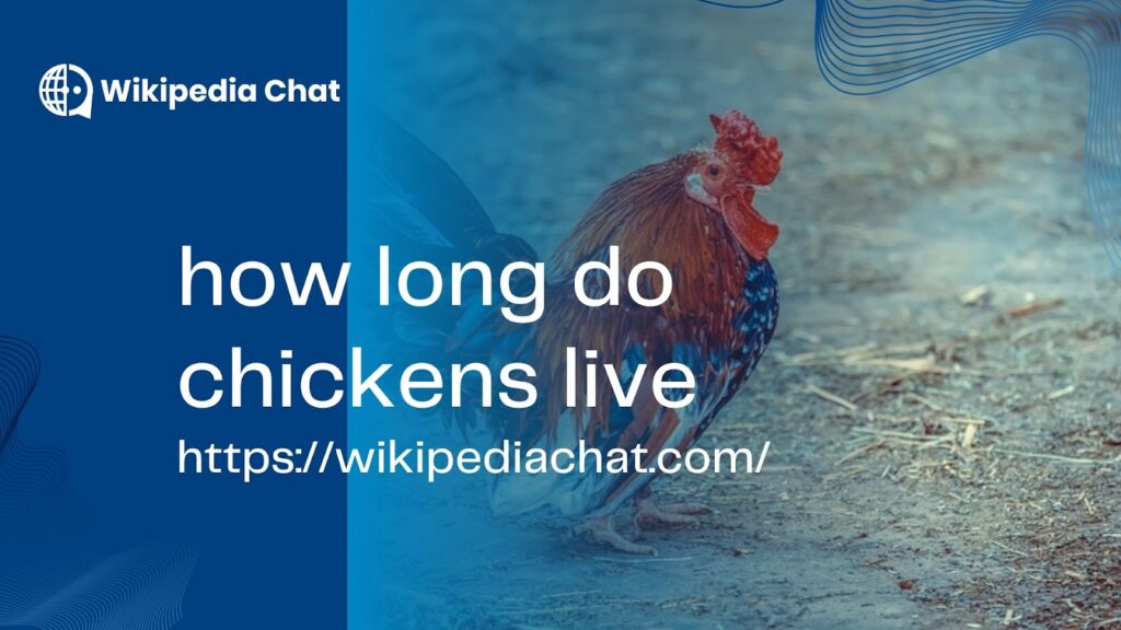 How Long Do Chickens Live