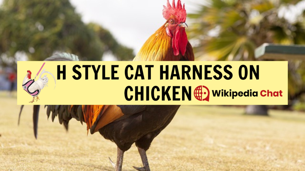 h style cat harness on chicken