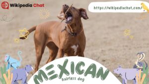 mexican hairless dog