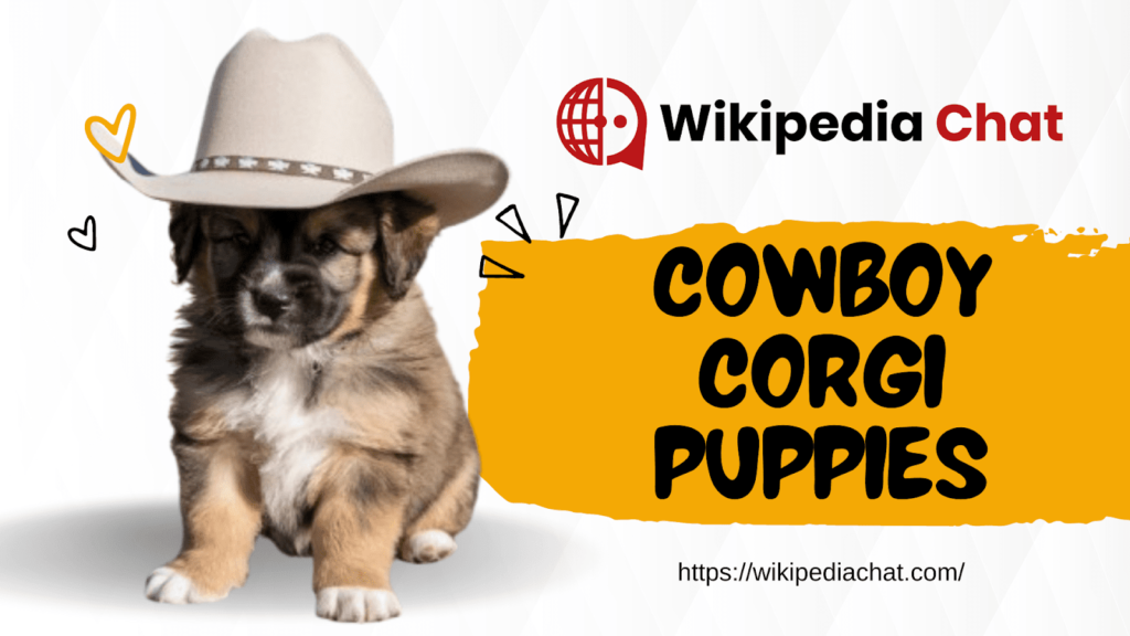 cowboy corgi puppies